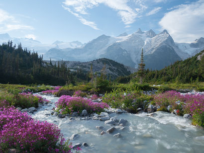 Lush wildflowers in a subalpine meadow, with a glacial creek and rugged mountains.