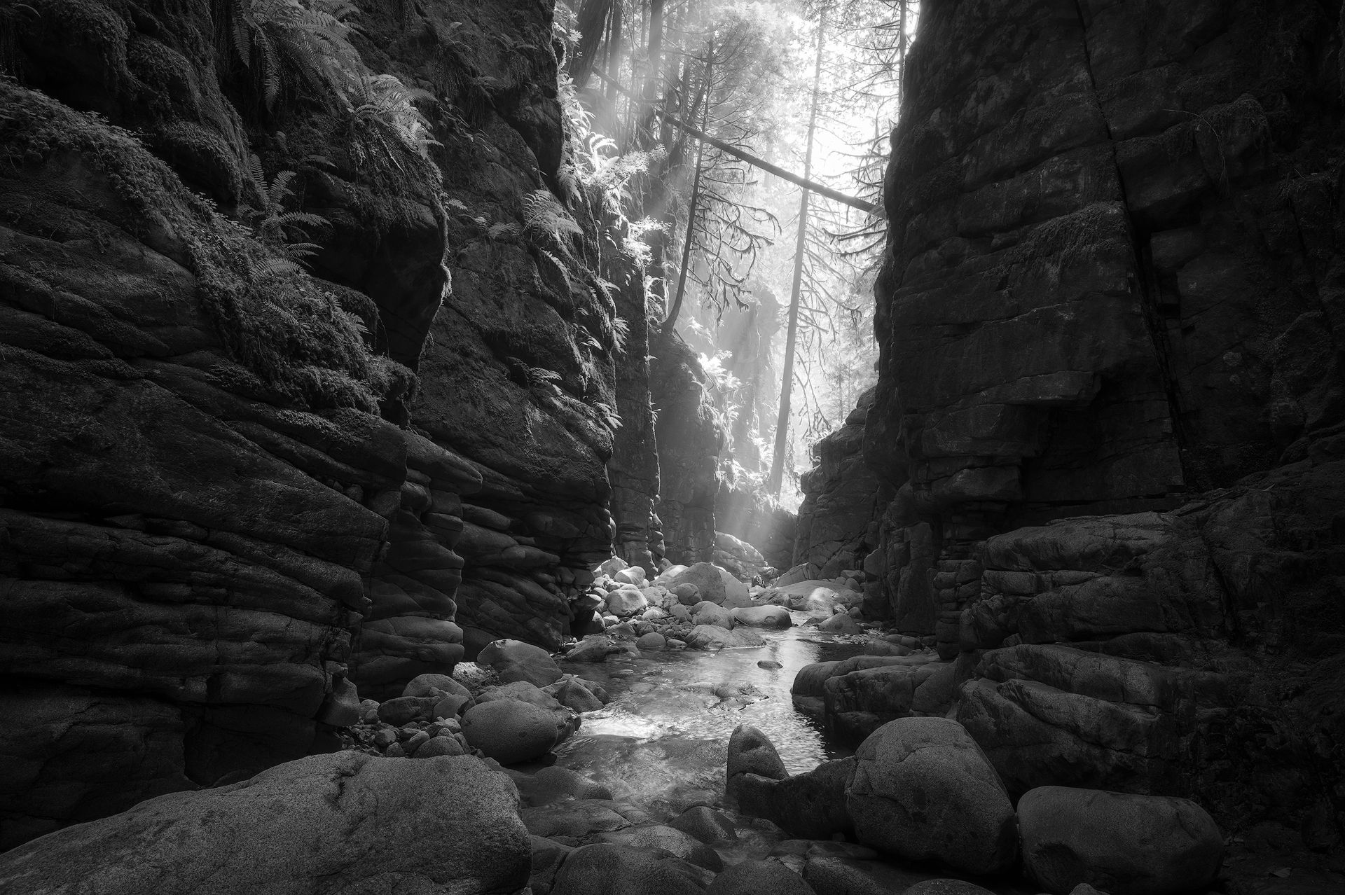 Black & White Tutorial