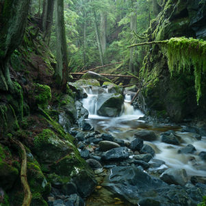 A lush rainforest canyon in the North Shore Mountains near Vancouver.