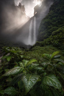 JUNGLES OF JAVA