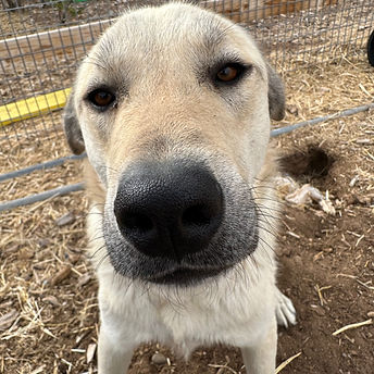 14FCE002-E883-4B5E-A7C5-71E930B5938D_L0_001-4_27_2024, 5_32_06 PM.jpg