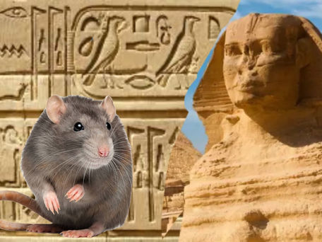 Rats Are Being Trained To Learn Hieroglyphics. Here’s why no one cares…