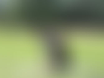 Understanding class themes