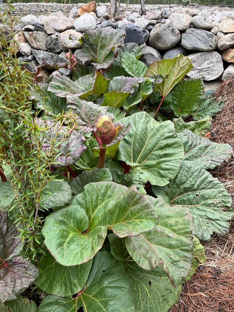 himalayan rhubarb nike price