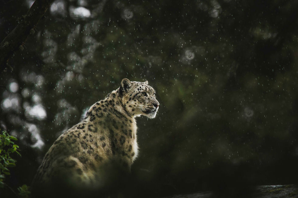 Snow leopard pic.jpg