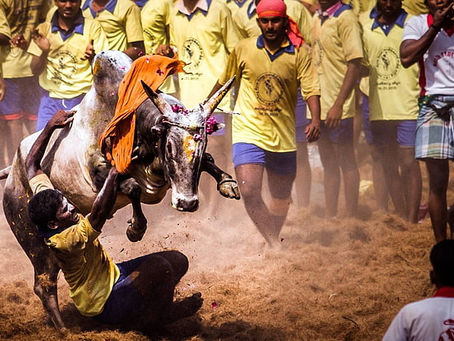 Bull-taming sport, a Pongal spotlight from Tamil heartlands
