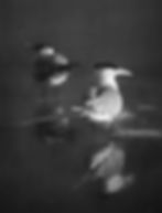 In The Shadows - Wildlife in B&W