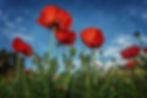 10th Annual Poppy Extravaganza - Session 2