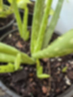 Aloe Pups