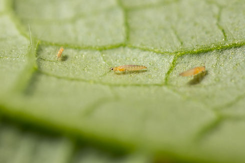 Frankliniella occidentalis_Koppert BIolo