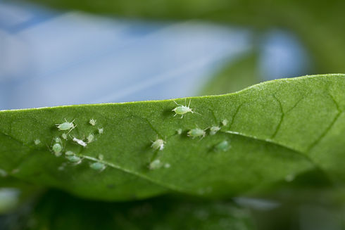 Myzus persicae var persicae_Koppert BIol
