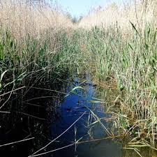 East Cramlington Nature Reserve