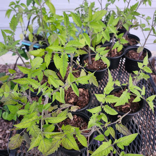 tomato seedlings