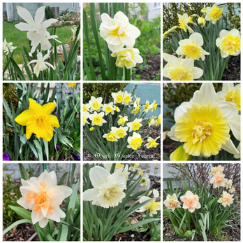 yellow, white and pink daffodils