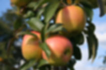 Passionata pomme