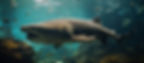 Sturgeon fish swimming with small fish behind it