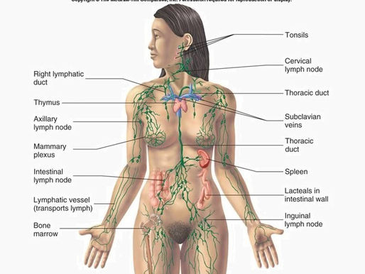 Lymphatic System/Cortisol/ Menopause/Belly Fat