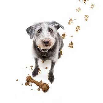 DISGUSTING DOG HABITS