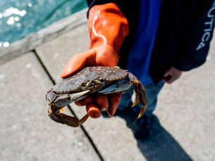 Go Crabbing in Newport, Oregon with Local Experts