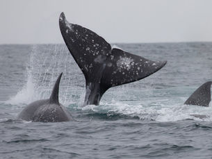 Enjoy Whale Watching on the Central Oregon Coast