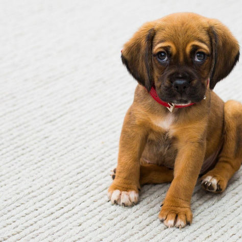 What to Do Before the Carpet Cleaners Arrive