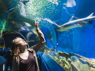Spend a Day at the Aquarium in Newport