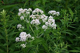 Boneset - Eupatorium Perfoliatum