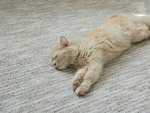 How to dry carpets fast after cleaning
