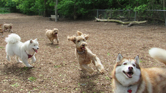 5 Tips For The Dog Park (To Keep Everyone Happy And Safe)