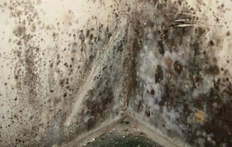 Mold Damage Repair & Removal Yakima