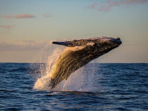Your Guide to Whale Watching in Newport, Oregon