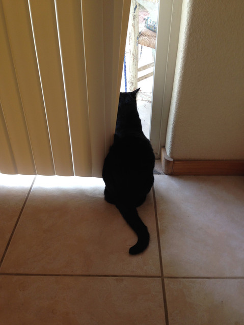 IMG_1142.jpeg