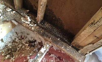 Mold Remediation Yakima