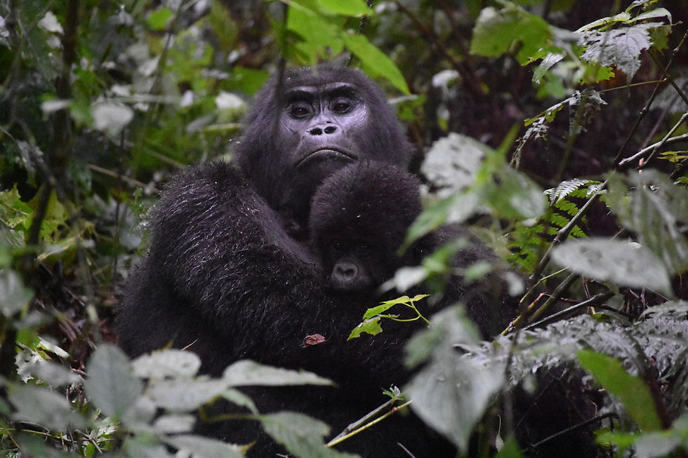 Lewa Wildlife Conservancy