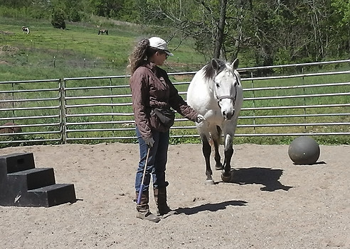 Welfare-Centered Horse Training, Horse and Rider Assessments, Equine Nutrition Services, Comprehensive Horse Evaluations, Customized Diet Plans for Horses, Behavioral Issues in Horses, Holistic Wellness Solutions, Strengthening Bonds Between Horses and Humans, Evidence-Based Training Techniques, Compassionate Equine Care, Long-Term Care for Horses, Therapeutic Saddle Fitting, Virtual Consultations for Horse Care, Behavior Consulting and Trauma Recovery, Pure Joy Horse Haven