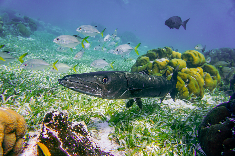 Belize Barrier Reef & Snorkeling