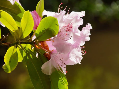 Watch the Rhododendron Wildflowers Bloom on the Oregon Coast