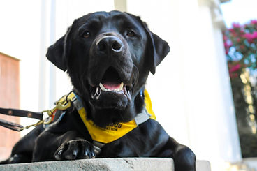 A black laying down in a yellow vest smiles at the camera.