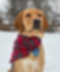 A yellow labrador sits in the snow wearing a plaid bandana and a blue collar tag with "Puppy with a Purpose" on it.