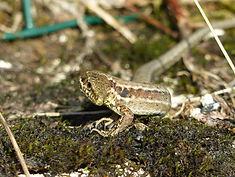 Lézard des murailles ©Justin Bonifait