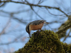 Sittelle torchepot ©Justin Bonifait
