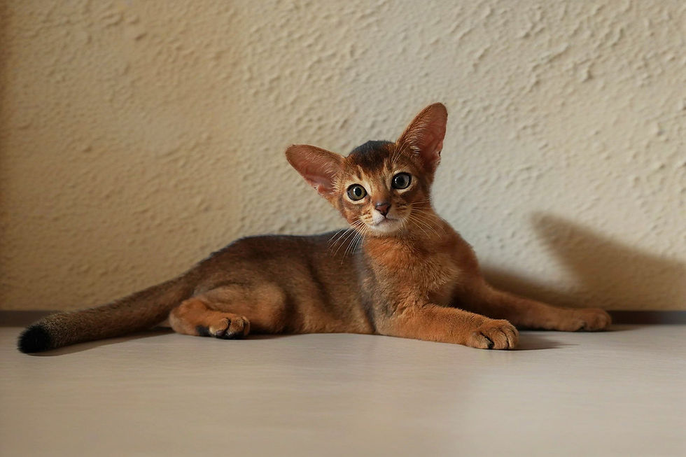 Thumbnail: Meiko 2024/3/5