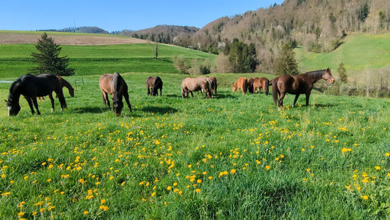 Pension chevaux retraite