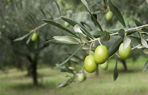 Picual Olive