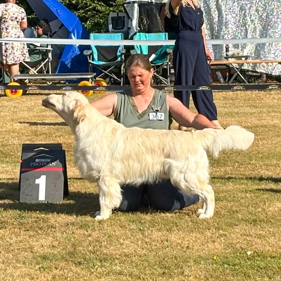 Brabants Rashondenfestival