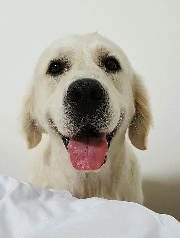 Glitters Golden Retrievers Britse Korthaar Glitters Obsidian Butterfly
