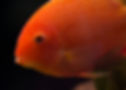 Severum