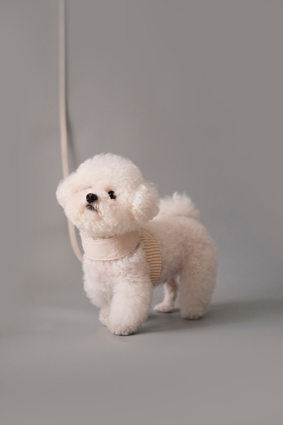 Thumbnail: Mongster TrackTail Harness