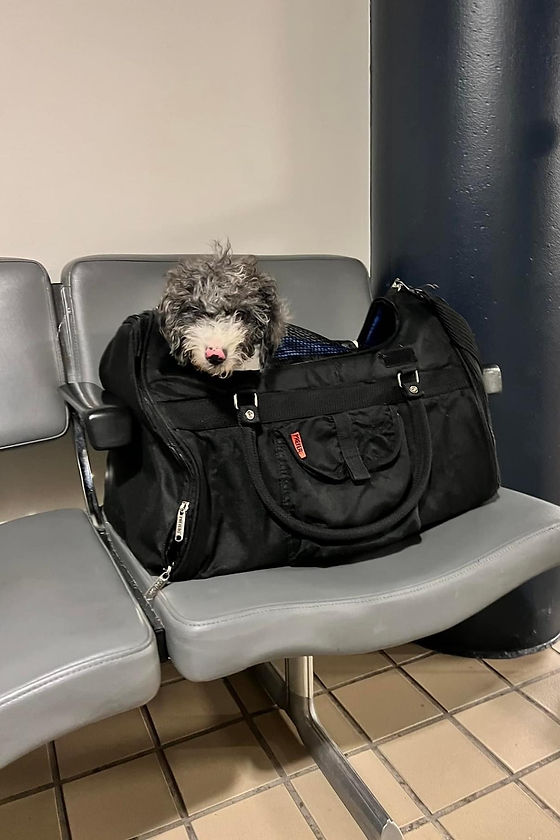 travelpup_edited_edited.jpg