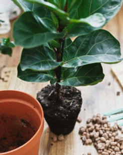 repotting-fiddle-leaf-fig-pebbles-238x30